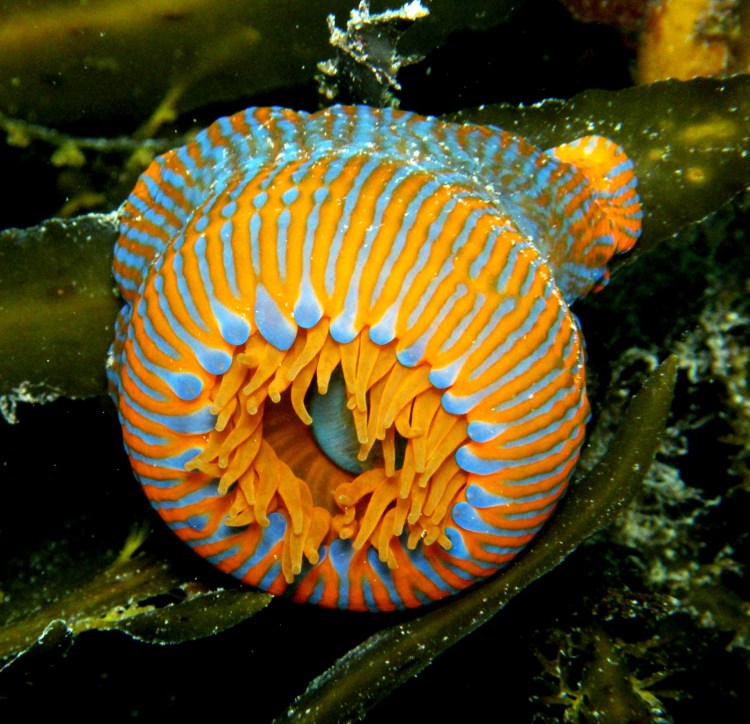 Cricophorus nutrix anemome by Anna Barnett
 