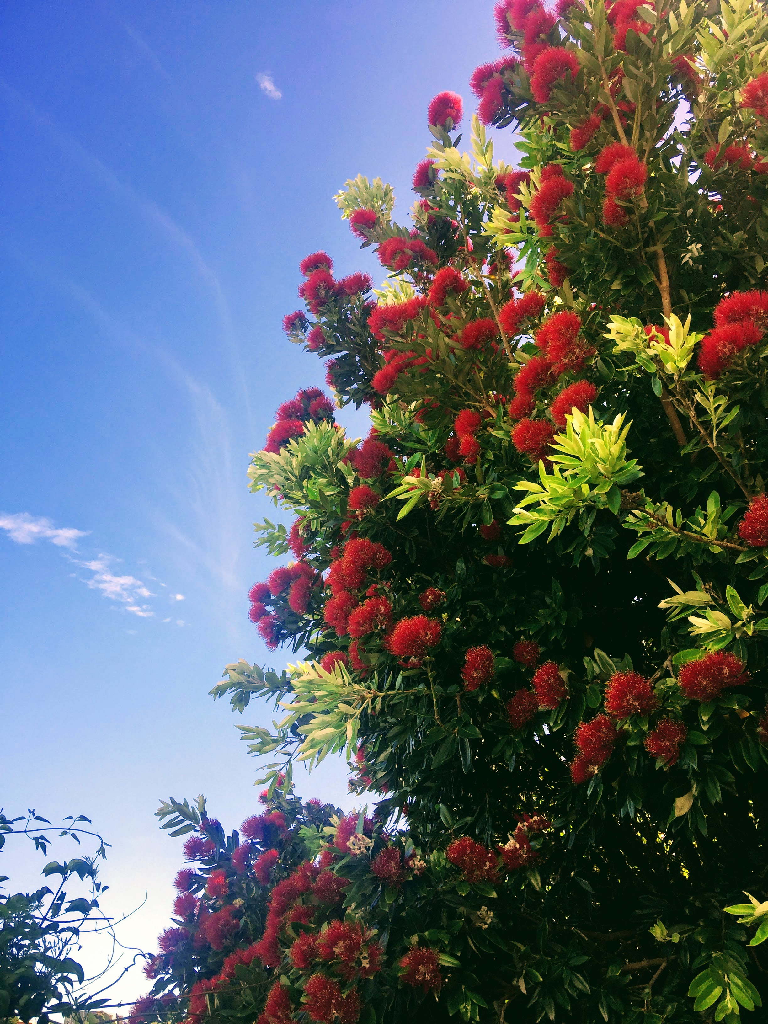 Pohutukawa by Stephen Day