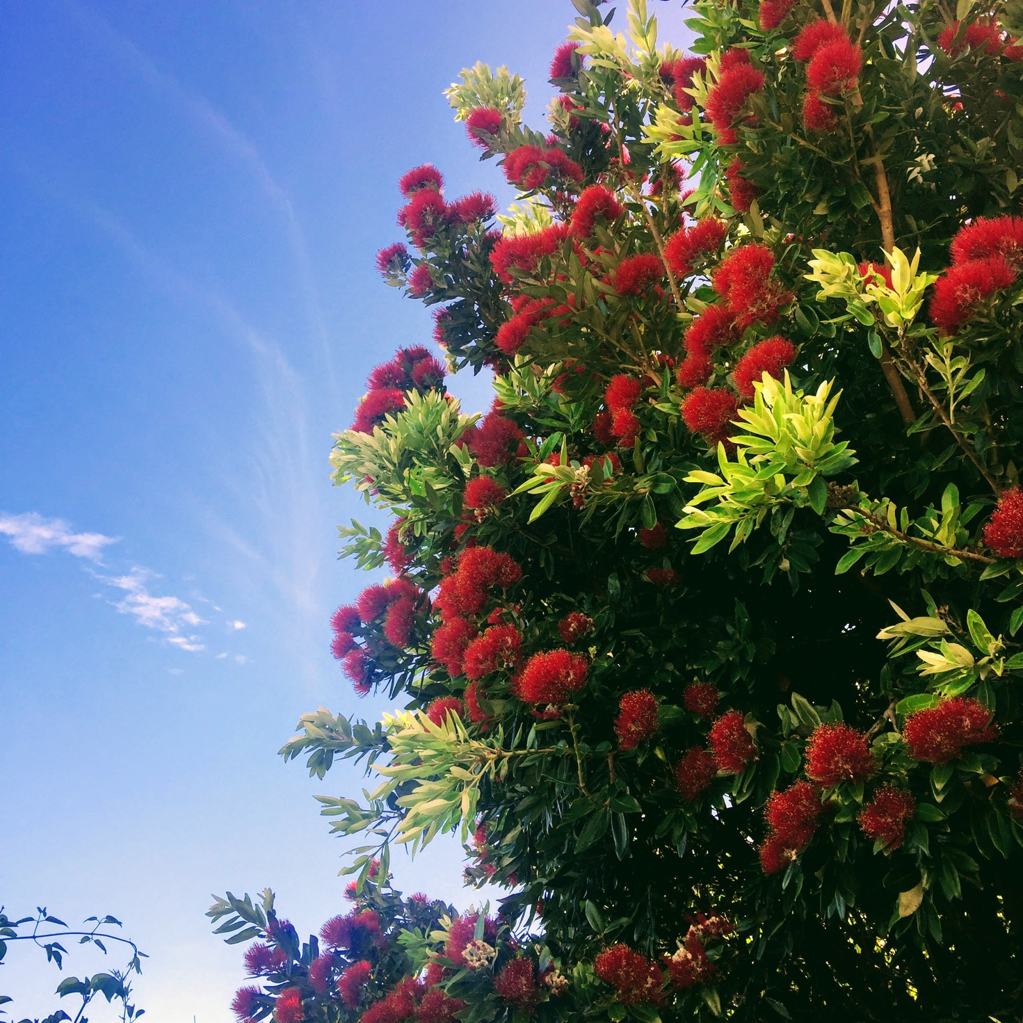 Pohutukawa by Stephen Day